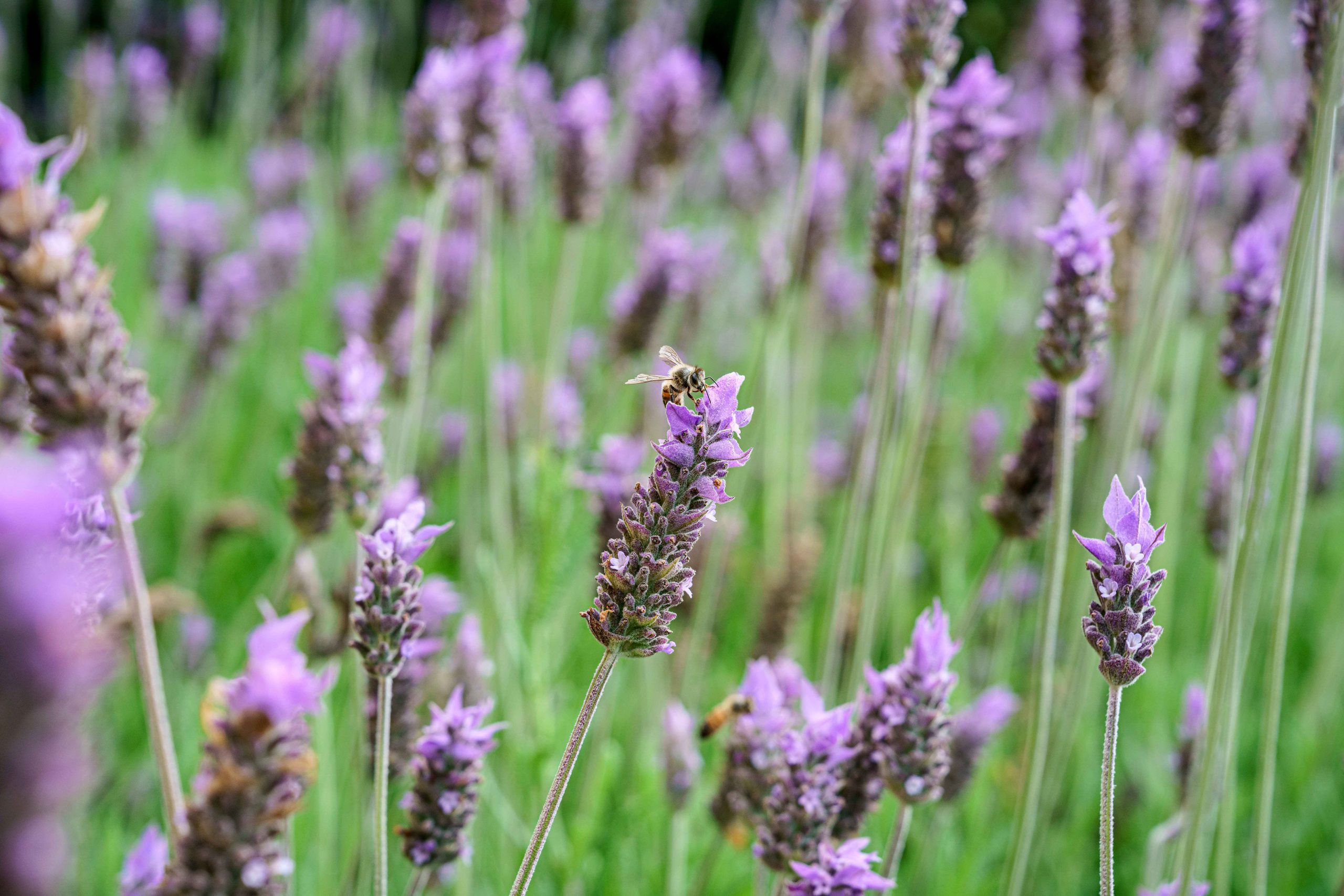 Gestão de Resíduos