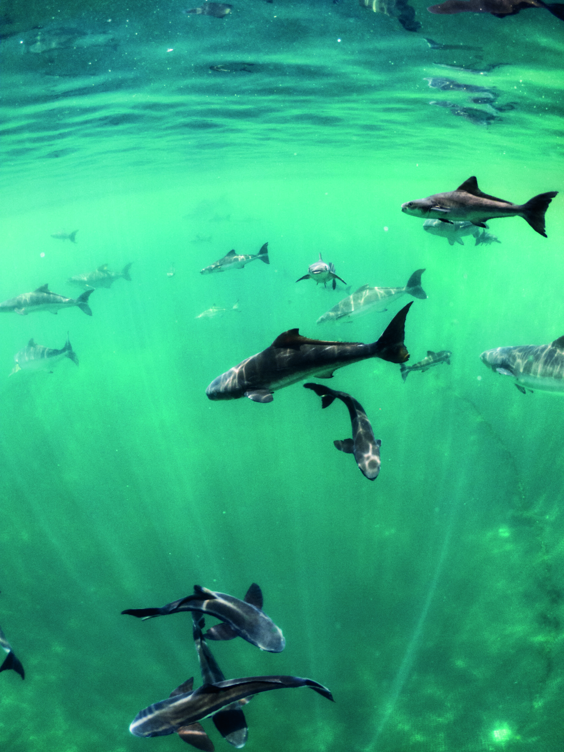 Mergulho Angra dos Reis