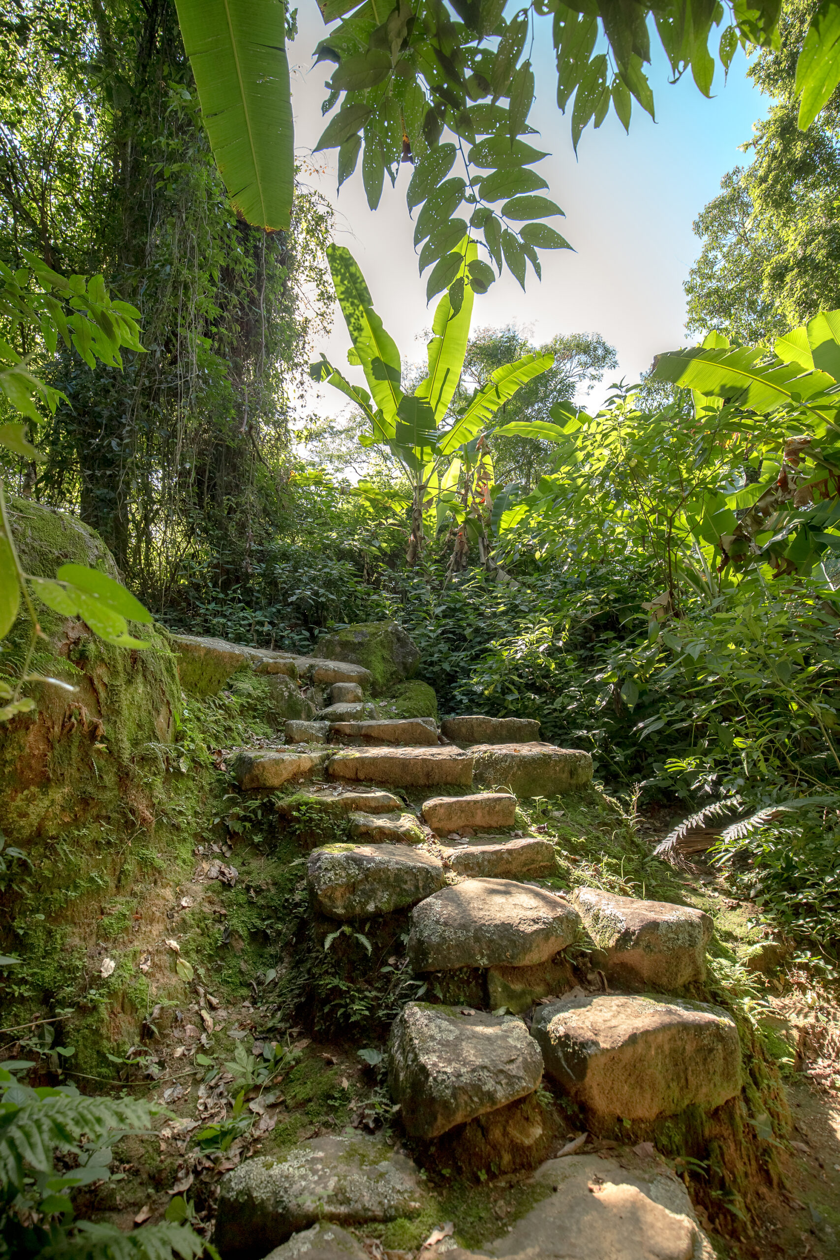 Caminhada Mata Atlântica