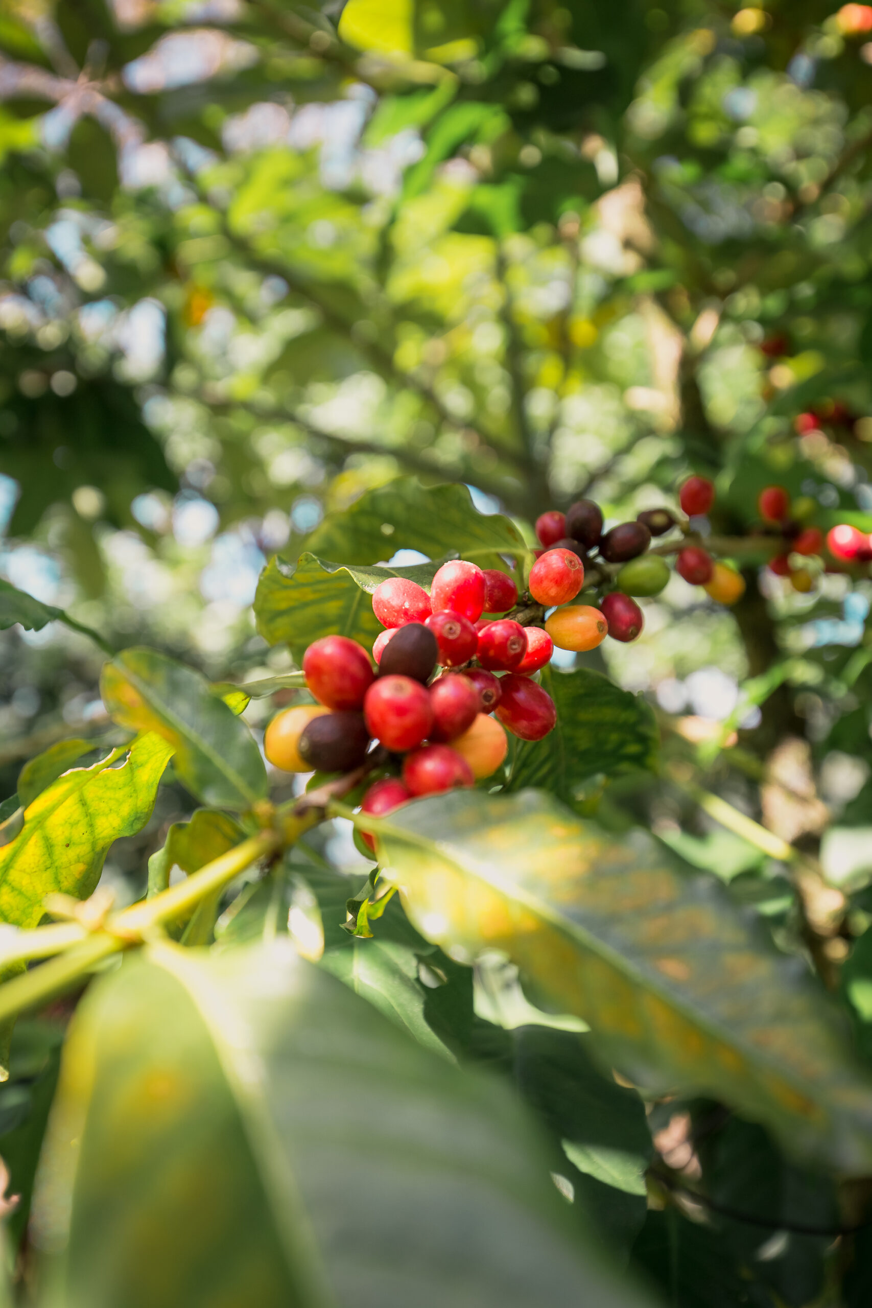 Sabores da Mata Atlântica